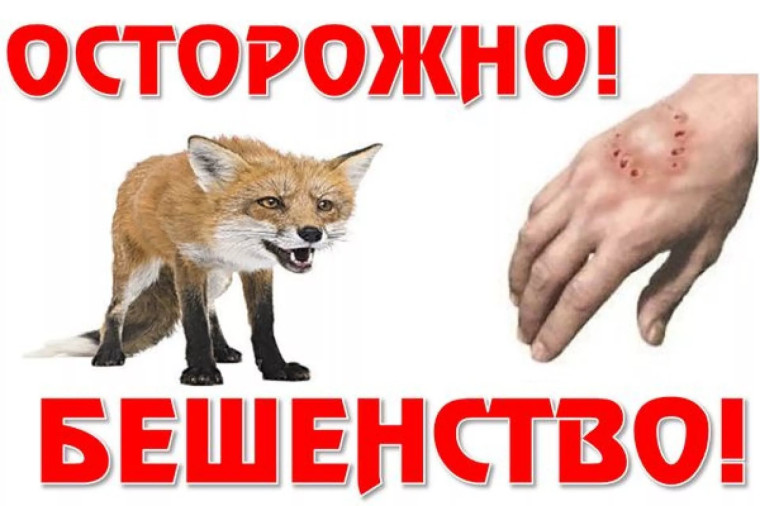 Бешенство животных. Бешенство животных.
