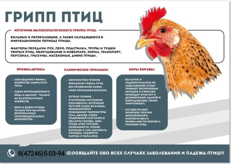 ГРИПП ПТИЦ. ГРИПП ПТИЦ.