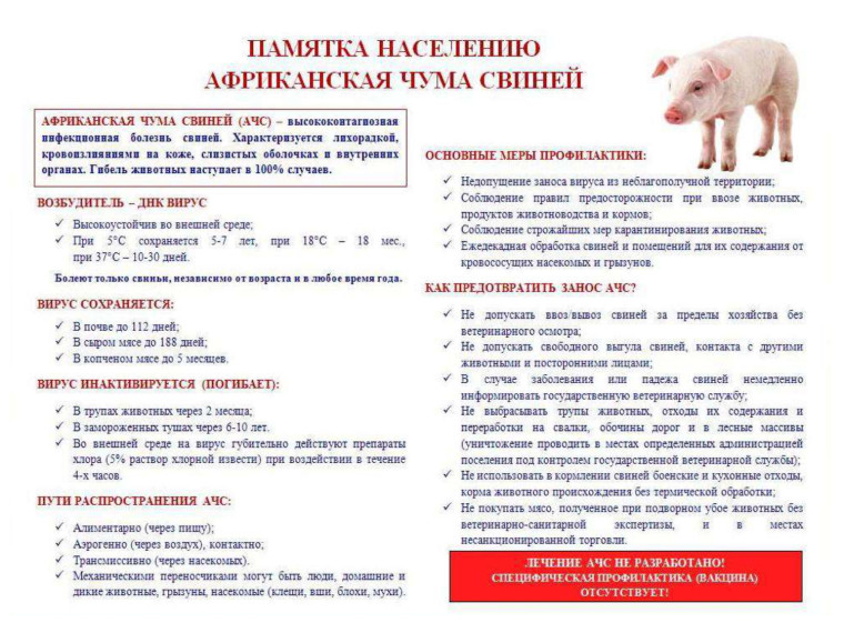 Африканская чума свиней памятка населению. Африканская чума свиней памятка населению.
